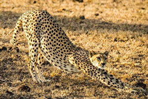 Images Dated 31st January 2015: East Africa, Kenya, Amboseli National Park, female cheetah