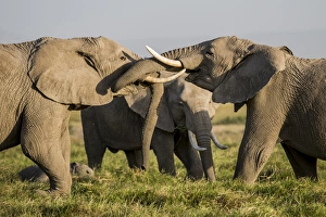 Images Dated 30th January 2015: East Africa, Kenya, Amboseli National Park, elephant (Loxodanta africana)