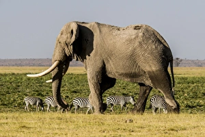 Images Dated 31st January 2015: East Africa, Kenya, Amboseli National Park, elephant (Loxodanta africana)