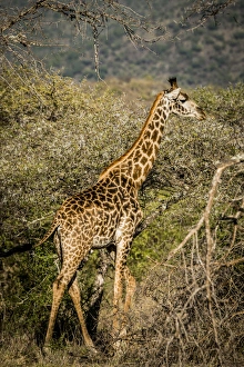 East Africa, Kenya, Chyulu Hills, Old Donyo Wuas Lodge, Mbirikani