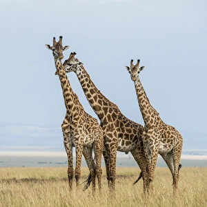 Active Prints: East Africa, Kenya, Msai Mara National Reserve, Mara Conservancy, Mara Triangle