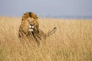 Images Dated 19th February 2015: East Africa, Kenya, Msai Mara National Reserve, Mara Conservancy, Mara Triangle