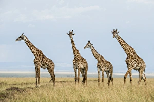 East Africa, Kenya, Msai Mara National Reserve, Mara Conservancy, Mara Triangle