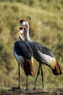 Images Dated 19th February 2015: East Africa, Kenya, Msai Mara National Reserve, Mara Conservancy, Mara Triangle