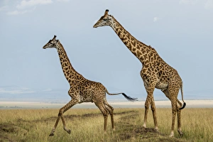 East Africa, Kenya, Msai Mara National Reserve, Mara Conservancy, Mara Triangle