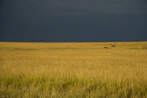 East Africa, Kenya, Msai Mara National Reserve, Mara Conservancy, Mara Triangle
