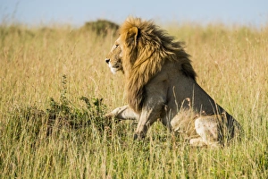East Africa, Kenya, Msai Mara National Reserve, Mara Conservancy, Mara Triangle