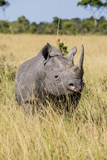 Images Dated 20th February 2015: East Africa, Kenya, Msai Mara National Reserve, Mara Conservancy, Mara Triangle