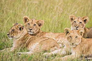 East Africa, Kenya, Msai Mara National Reserve, Mara Conservancy, Mara Triangle