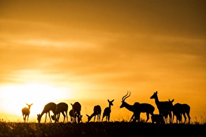 East Africa, Kenya, Msai Mara National Reserve, Mara Conservancy, Mara Triangle