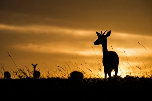 East Africa, Kenya, Msai Mara National Reserve, Mara Conservancy, Mara Triangle