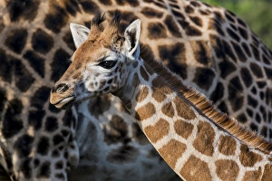 Images Dated 27th January 2015: East Africa, Kenya, Nairobi, Langata, Hog Ranch, MR