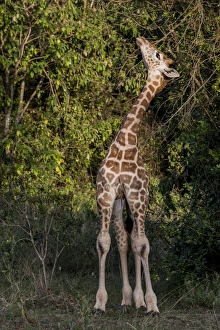 East Africa, Kenya, Nairobi, Langata, Hog Ranch, MR