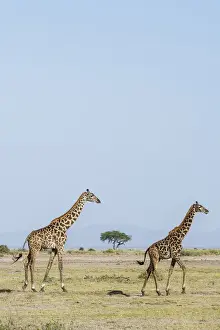 Images Dated 31st January 2015: East Africa, Kenya, outside Amboseli National Park, Msai giraffe (Giraffa camelopardalis