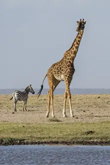 Images Dated 1st February 2015: East Africa, Kenya, outside Amboseli National Park, Msai giraffe (Giraffa camelopardalis