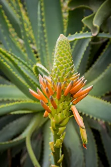Aloe Prints: East Africa, Kenya. South African aloe