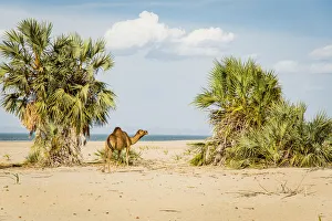East Africa, Kenya. No Water No Life 2018 expedition, Lake Turkana Basin, Lobolo Camp