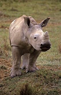 Rhinoceros Prints: East Africa, Kenya. Young White Rhino