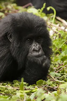 Images Dated 27th October 2010: East Africa, Rwanda, Volcanoes National Park, Mountain gorilla, Gorilla beringei beringei