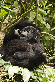 East Africa, Rwanda, Volcanoes National Park, Rwamikore Crater, Mountain Gorilla East Africa, Rwanda, Volcanoes National Park, Rwamikore Crater, Mountain Gorilla