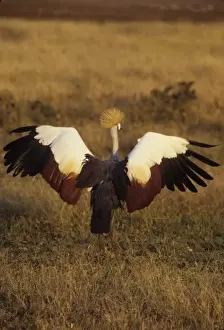 Wing Span Prints: East African Crowned Crane (Balearica regulorum) about to fly, Msai Mara, Kenya