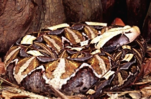 Viper Prints: East African Gaboon Viper, Bitis gabonica, Native to Eastern Africa