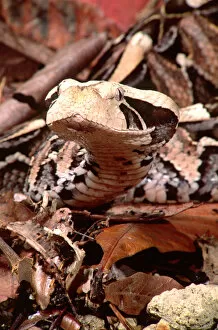 Images Dated 28th February 2007: East African Gaboon Viper Portrait Bitis gabonica Native to Eastern Africa