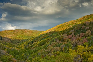 Park City Prints: East Canyon fall foliage, East Canyon State Park, near Salt Lake City and Park City, Utah