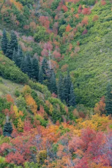 Wasatch Prints: East Canyon near Salt Lake City, Utah. Colorful fall foliage