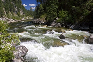 Images Dated 8th July 2006: The East Fork of the South Fork of the Salmon River near Yellow Pine, Idaho
