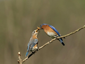 Images Dated 27th June 2024: Eastern bluebird, Central Pennsylvania, Usa