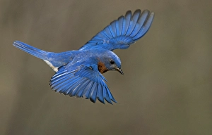 Images Dated 27th June 2024: Eastern bluebird, Central Pennsylvania, Usa