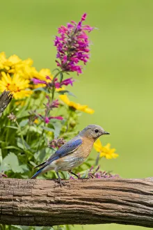 Eastern bluebird female on fence near flower garden Marion County, Illinois Eastern bluebird female on fence near flower garden Marion County, Illinois