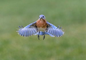 Eastern bluebird flying, Kentucky
