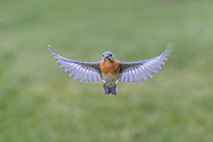 Kentucky Prints: Eastern bluebird flying, Kentucky