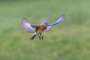 Kentucky Prints: Eastern bluebird flying, Kentucky