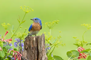 Thrush Prints: Eastern bluebird male on fence post near flower garden Marion County, Illinois