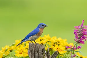 Images Dated 27th August 2020: Eastern bluebird male on fence post near flower garden Marion County, Illinois