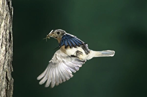 Back Yard Prints: Eastern Bluebird, Sialia sialis, male in flight, Willacy County, Rio Grande Valley