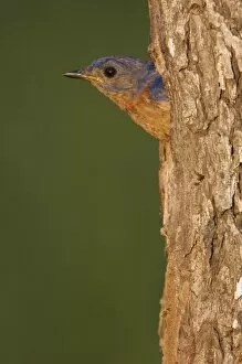Images Dated 7th June 2006: Eastern Bluebird, Sialia sialis, male in nesting cavity, Willacy County, Rio Grande Valley