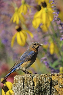 Images Dated 22nd December 2015: Eastern Bluebird (Sialia sialis) female on fence post in flower garden Marion Co. IL