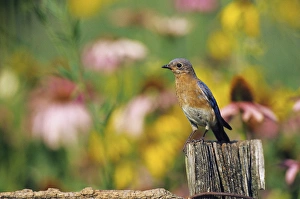 Eastern Bluebird (Sialia sialis) female on fence post near flower garden, Marion Co. IL