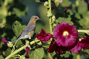 Images Dated 29th October 2015: Eastern Bluebird (Sialia sialis) female on Hollyhock (Alcea rosea), Marion Co. IL