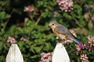 Eastern Bluebird (Sialia sialis) female on picket fence near Dwarf Korean Lilac
