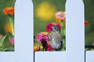 Images Dated 29th October 2015: Eastern Bluebird (Sialia sialis) fledgling on picket fence near flower garden, Marion Co