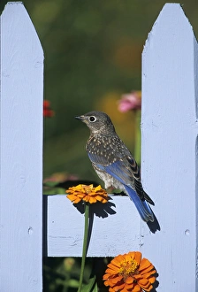 Images Dated 29th October 2015: Eastern Bluebird (Sialia sialis) fledgling on picket fence near flower garden, Marion Co