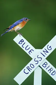 Vertebrate Prints: Eastern Bluebird (Sialia sialis) male on Bluebird Crossing sign, Marion Co. IL