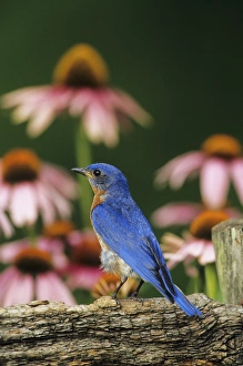 Images Dated 22nd December 2015: Eastern Bluebird (Sialia sialis) male on fence near Purple Coneflowers (Echinacea