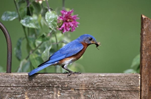 Images Dated 29th October 2015: Eastern Bluebird (Sialia sialis) male with grasshopper on fence near Bee Balm (Monarda sp