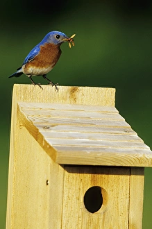 Eastern Bluebird (Sialia sialis) male with mealworms at nestbox Marion Co. IL